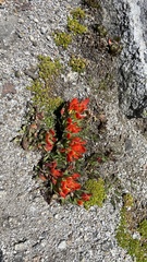 Castilleja tolucensis