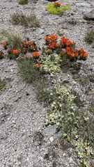 Castilleja tolucensis