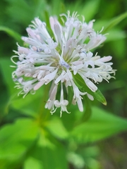 Asperula taurina