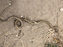 Thamnophis atratus