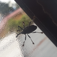 Cholus costaricensis