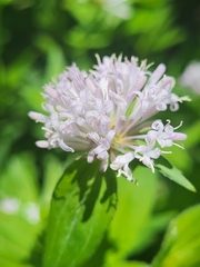 Asperula taurina