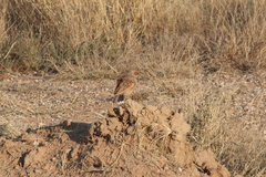 Chersomanes albofasciata albofasciata
