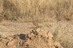 Chersomanes albofasciata albofasciata