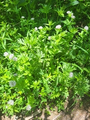 Asperula taurina