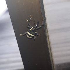 Cholus costaricensis