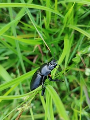 Dorcus nepalensis