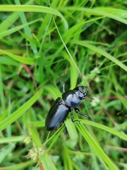Dorcus nepalensis