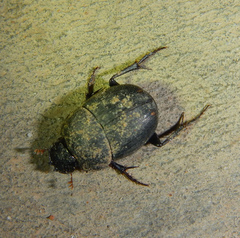 Hamonthophagus