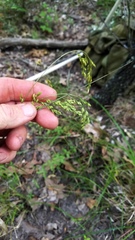 Festuca paradoxa