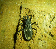 Acanthaspis obscura