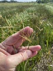 Cyperus articulatus