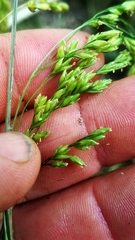Festuca paradoxa