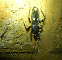 Acanthaspis obscura