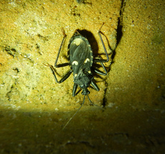Acanthaspis obscura