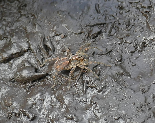 Shoreline Wolf Spider photo 6
