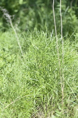 Peucedanum morisonii