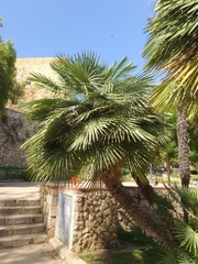 Chamaerops humilis