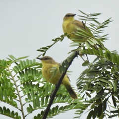 Machetornis rixosa flavigularis