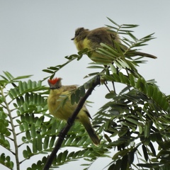 Machetornis rixosa flavigularis
