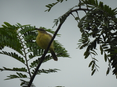 Machetornis rixosa flavigularis