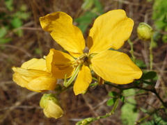 Senna macranthera