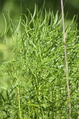 Peucedanum morisonii