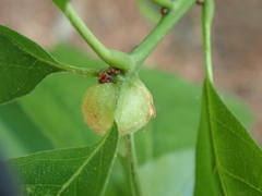 Dryocosmus quercuspalustris