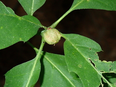 Dryocosmus quercuspalustris