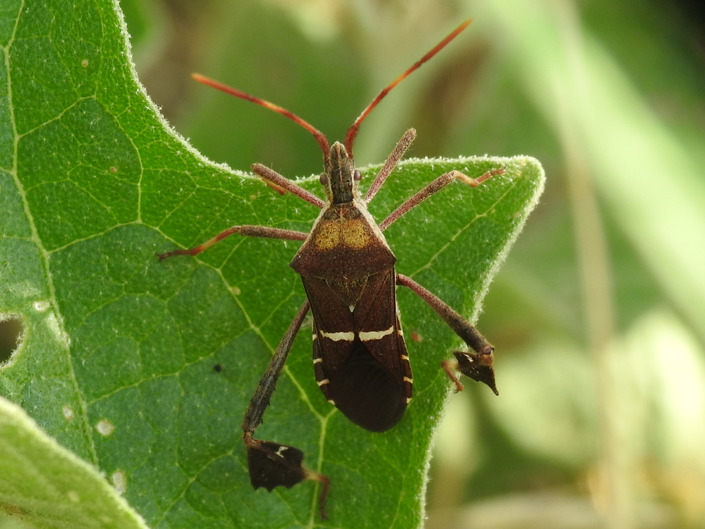 Eastern Leaf-footed Bug from Richland Hills, TX, USA on June 13, 2022 ...