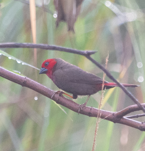 iNaturalist image