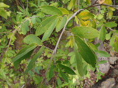 Senna macranthera