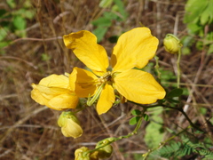 Senna macranthera