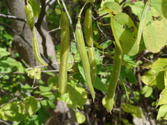 Senna macranthera