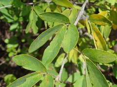 Senna macranthera