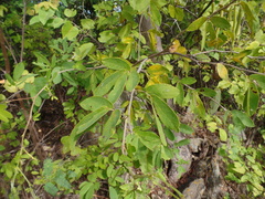Senna macranthera