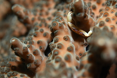 Tetralia nigrolineata