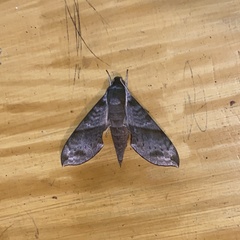 Xylophanes pistacina