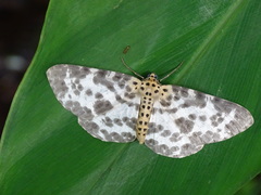 Percnia luridaria