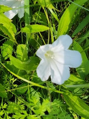 Calystegia spithamaea