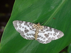 Percnia luridaria