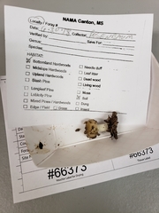 Russula amerorecondita