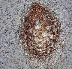 Megalopyge lanata