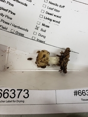 Russula amerorecondita