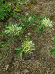 Trifolium montanum
