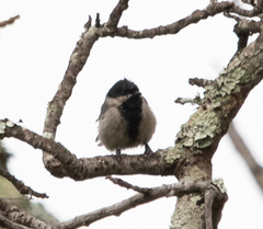 Miombo Tit photo 3