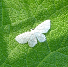 Hydrelia albifera
