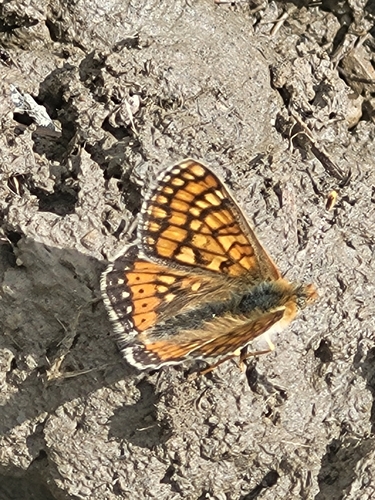 hnedáčik chrastavcový (Euphydryas aurinia)