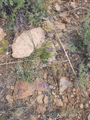 Polygala tenuifolia