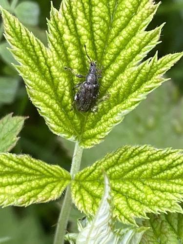 Common Leaf Weevil photo 4
